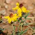 Zinnia grandiflora